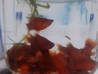 Red Velvet Platy