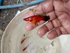 Red Wag Swordtail Fish
