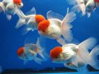 Redcap oranda goldfish