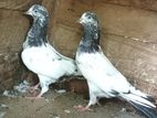 Pigeons