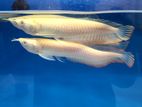 Redeye Albino Arowana Fish