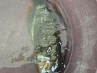 Red Gourami