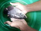 Redfin Gourami