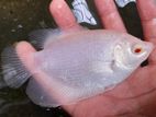 Red Giant Gourami