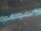 Redtail Catfish