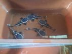 Redtail Catfish
