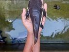 Redtail Catfish