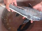 Redtail Catfish