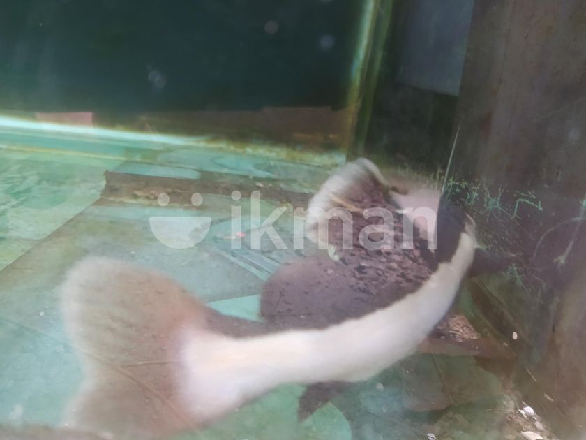 RedTail CatFish for Sale in Boralesgamuwa ikman