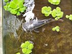 Redtail Catfish