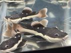 Redtail catfish