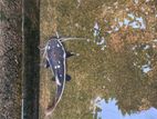 Red Tail Catfish