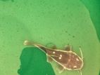 Redtail catfish