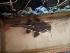 Redtail Catfish For sale or Exchange