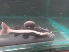 Redtail Catfish with Tank