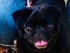 Pug Dog