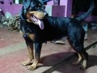 Rottweiler Dog