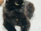 Ragdoll Female Cat