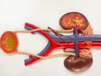 Relief Model of Urinary System A568