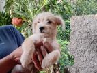 Tibetan Terrier Puppy