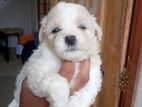 Terrier Puppies