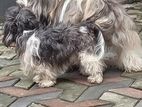 Terrier Puppies