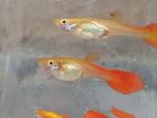 Red Moscow Guppy