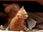 Rescued Kittens for Kind Home