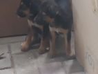 Dog Puppies for Kind Home