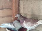 Reshic Pigeon