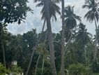 Land for Sale ලුණුවිල