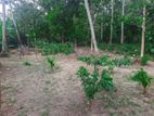 Residential Land for Sale in Katana, Negombo.