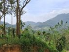 Residential Land For Sale In Nawalapitiya Balantota