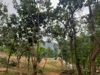 Residential Land for Sale in Nelundeniya