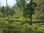 Residential Land for sale in Pussellawa