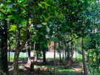 Residential Land for Sale – Kesbewa, Viharamawatha