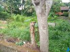 Residential Land for Sale Thalawathugoda