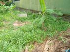 Residential Land for Sale Thalawathugoda