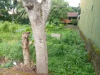 Residential Land for Sale Thalawathugoda