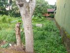 Residential Land for Sale Thalawathugoda