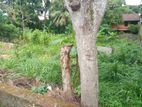 Residential Land for Sale Thalawathugoda