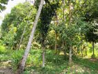 residentl land for sale pokuna juntion 979bus road ragama