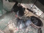 Pigeon
