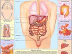 Respiration Chart (Human Body )