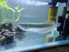 Silver Arowana