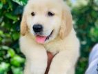 Retriever Puppy