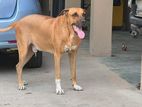 Rhodeshian Ridgeback Male Dog Crossing