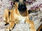 Rhodesian Ridgeback Male Dog