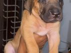 Rhodesian Ridgeback female