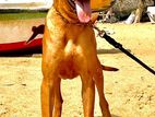 Rhodesian Ridgeback for Crossing